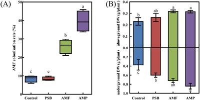 Interactions between arbuscular mycorrhizal fungi and phosphate-soluble bacteria affect ginsenoside compositions by modulating the C:N:P stoichiometry in Panax ginseng